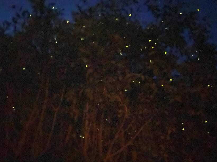 Kuala Lumpur: Kuala Selangor Fireflies and Blue Tears Tour - What to Pack: Make the Night Comfortable, Not Miserable