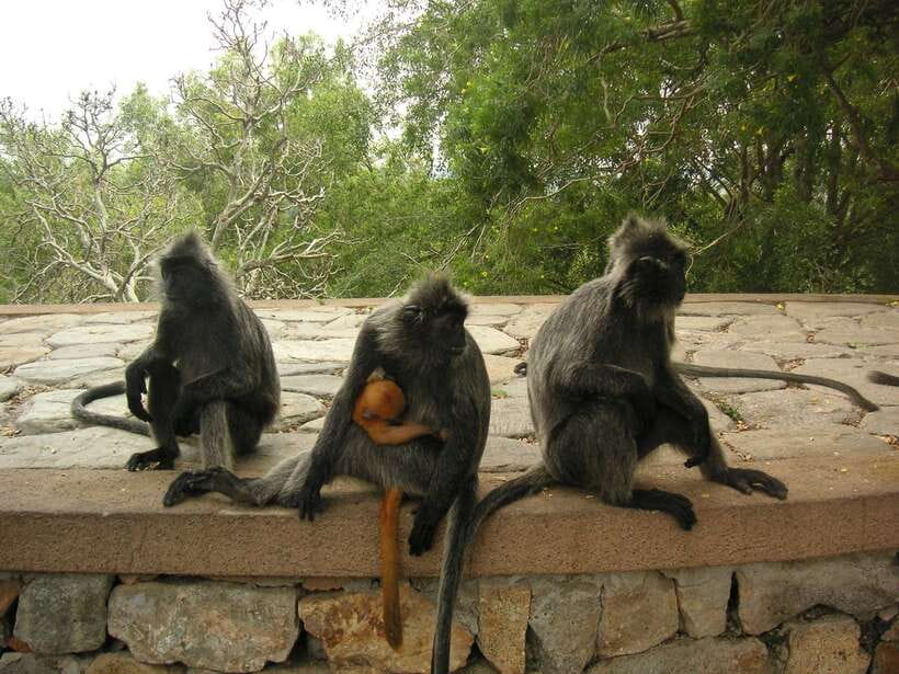 Kuala Lumpur: Kuala Selangor Firefly Tour and Dinner - The quick Batu Caves stop that breaks up the drive