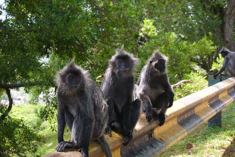 Kuala Lumpur: Kuala Selangor Firefly Tour and Dinner - Wildlife along the way: macaques, silver leaf monkeys, and birds