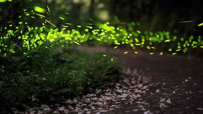 Kuala Lumpur: Kuala Selangor Firefly Tour and Dinner - Guides and organization: when the driver makes a difference