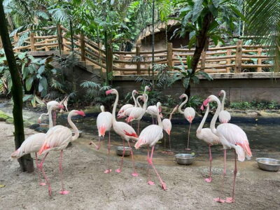Sunway Lagoon Ticket & 1-Way Transfer