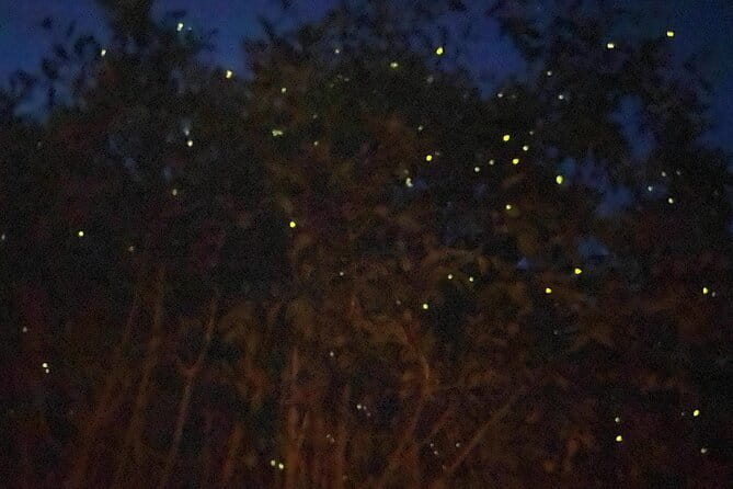 Kuala Selangor Fireflies and Blue Tears Tour with Dinner (SIC) - Key things to know before you go