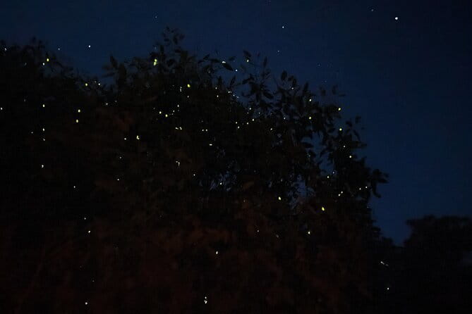 Kuala Selangor Fireflies and Blue Tears Tour with Dinner (SIC) - The big draw: how Kuala Selangor’s fireflies and Blue Tears feel