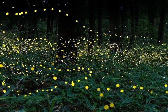 Kuala Selangor Firefly Blinkings Private Tour with Seafood Dinner - Price and Value: When $125 Makes Sense