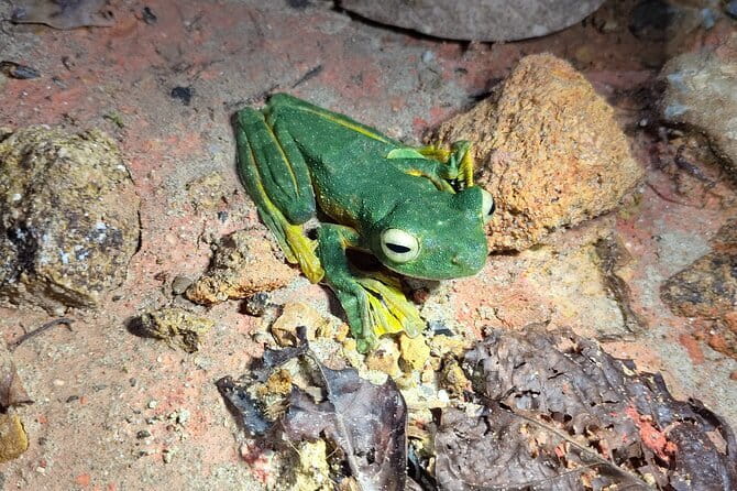 Kubah's Nocturnal Wonders Nighttime Frog Safari - Why Kubah’s Nocturnal Frog Safari Feels Special