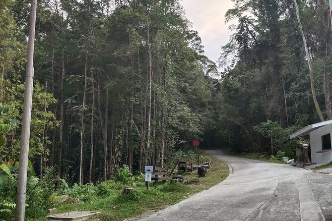 Kubah's Nocturnal Wonders Nighttime Frog Safari - How the 4-Hour Plan Works, From Pickup to Torchlit Walking