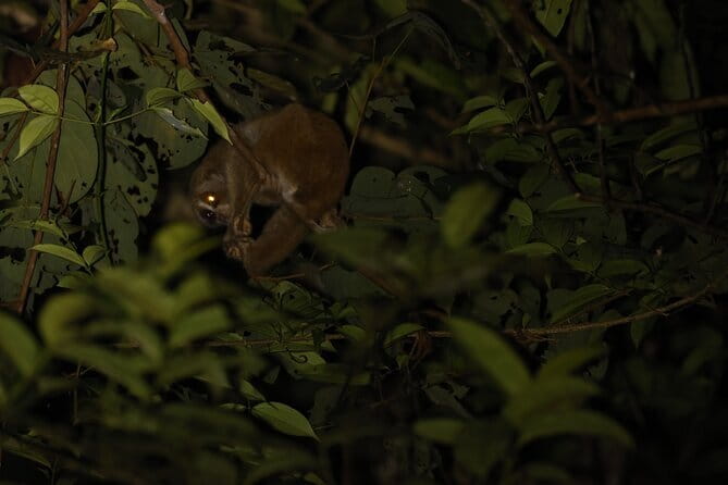 Kubah's Nocturnal Wonders Nighttime Frog Safari - Weather, Timing, and the Honest Expectation Setting