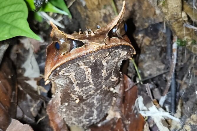 Kubah's Nocturnal Wonders Nighttime Frog Safari - The Key to Seeing Frogs: Danny’s Spotting Skill and the Right Light