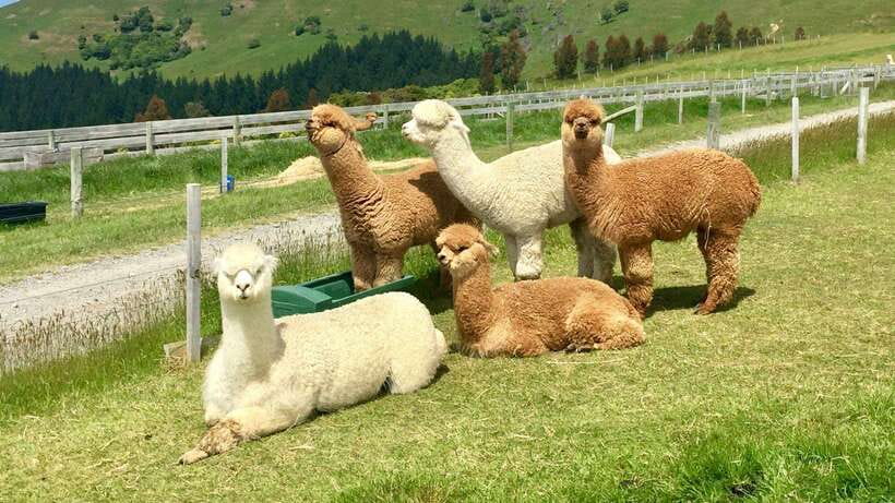 Kundasang: Day Tour with Desa Dairy Farm and Alpaca Club - Why Kundasang Works as a One-Day Mountain Reset
