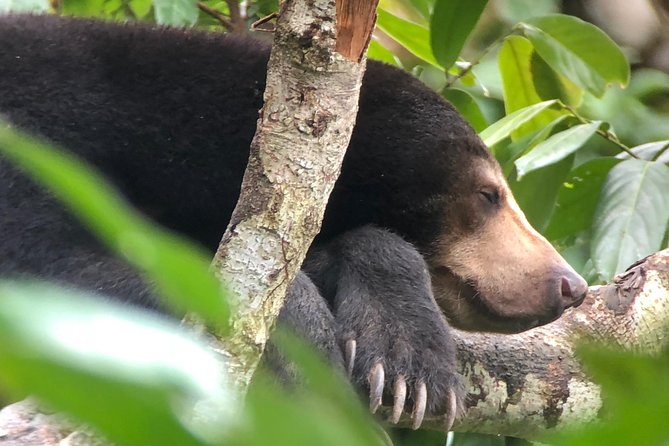 Labuk Proboscis, Sepilok, Sun Bear, Sandakan City Tour & Lunch - How the 8-hour route works in Sandakan