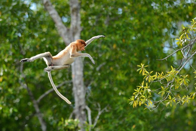 Labuk Proboscis, Sepilok, Sun Bear, Sandakan City Tour & Lunch - Price and logistics: what you get for $151.32