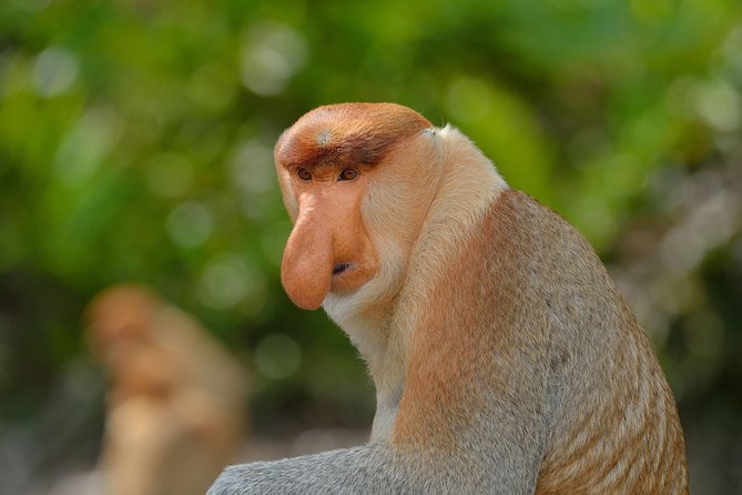 Labuk Proboscis, Sepilok, Sun Bear, Sandakan City Tour & Lunch - Labuk Bay Proboscis Monkey Sanctuary in mangroves