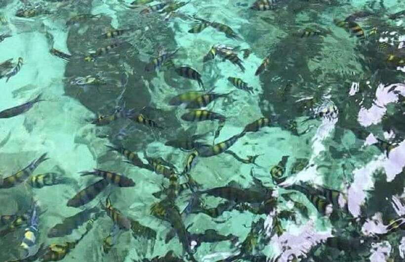 Langkawi: Dangli Island or Pulau Intan Kecil Snorkeling Tour - Where the tour shines for beginners and casual snorkelers