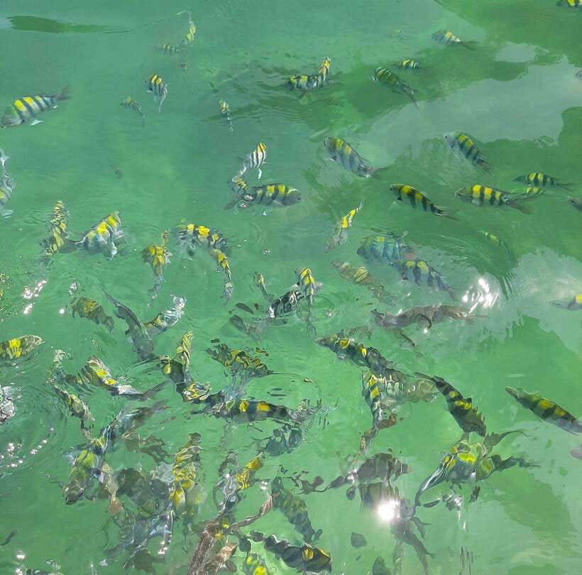 Langkawi: Dangli Island Snorkel and Swim Speedboat Tour - Pantai Pasir Panjang: the calm swim and sunbathing break