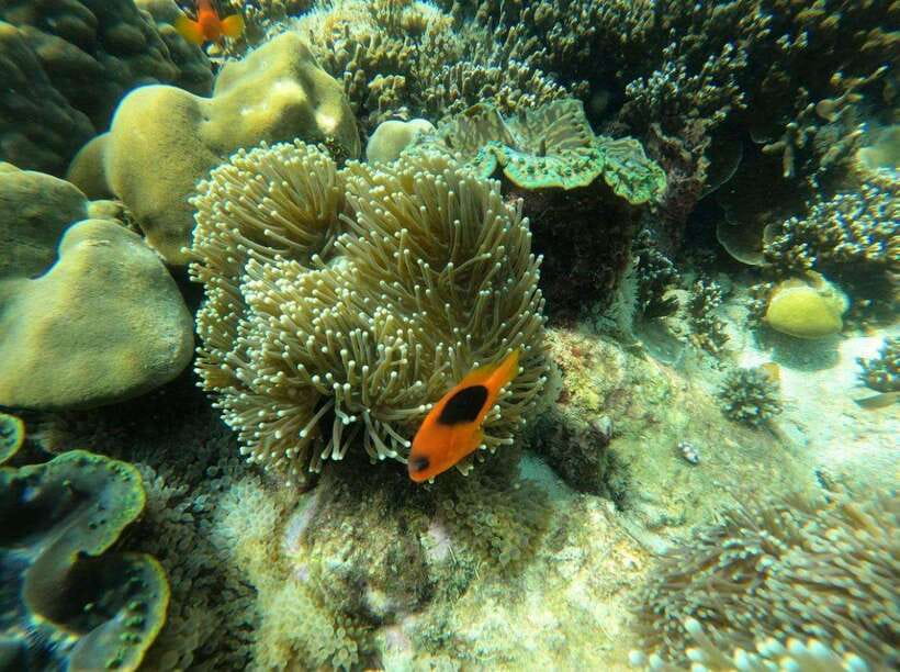 Langkawi: Dangli Island Snorkel and Swim Speedboat Tour - Who this Dangli snorkel and speedboat tour fits best