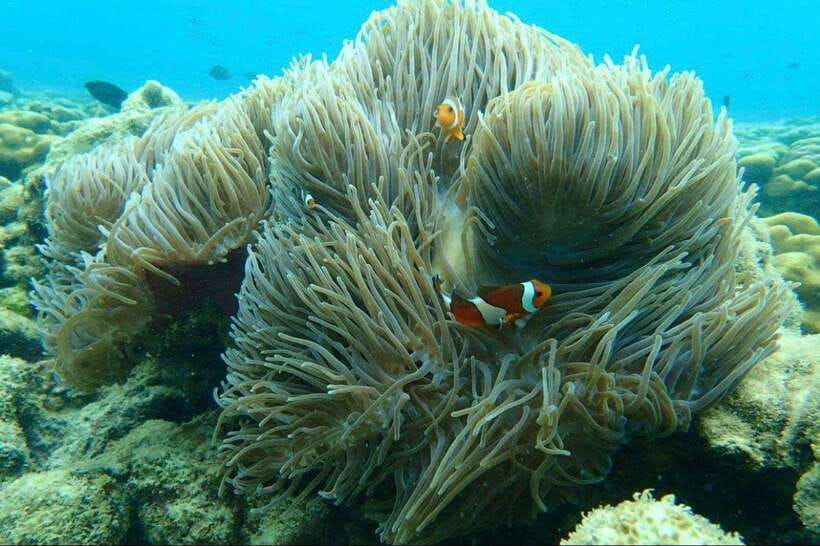 Langkawi: Dangli Island Snorkel and Swim Speedboat Tour - Dangli Island snorkeling: jump in for fish, coral, and close-up water
