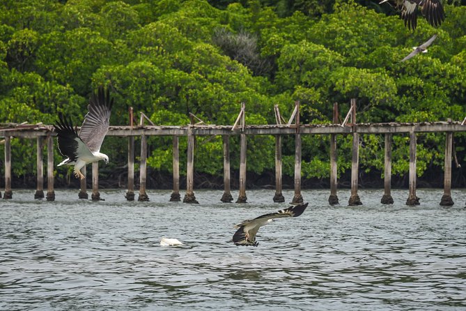 Langkawi Half Day Island Hoping Tour- Sharing basis - Wildlife and swimming: the real value of island hopping here