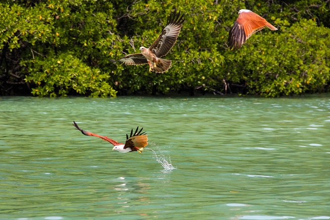 Langkawi Half Day Mangrove Tour - Sharing Basis - Bat Cave area and the mangrove boat route you will remember