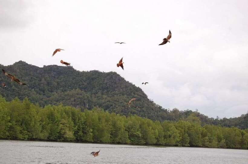 Langkawi: Island Hopping Tour - Pulau Singa Besar: wildlife sanctuary energy (and what you might spot)