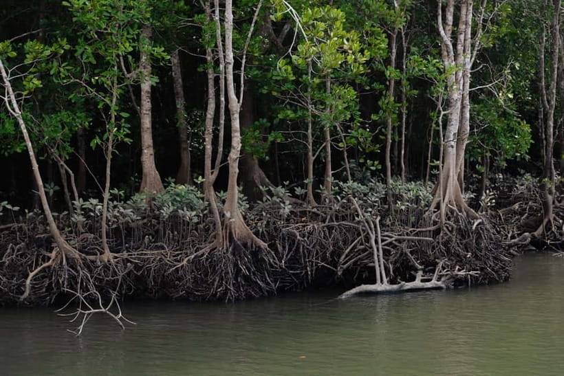Langkawi: Kilim Geopark Mangrove Tour with Eagle Watching - Key things I’d focus on before you go