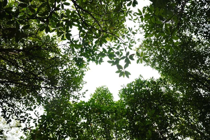 Langkawi: Kilim Geopark Mangrove Tour with Eagle Watching - What to bring for a comfy mangrove cruise day
