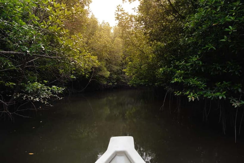 Langkawi: Kilim Geopark Mangrove Tour with Eagle Watching - The caves stop: Crocodile Cave, plus Bat Cave with an extra RM2 cash entry