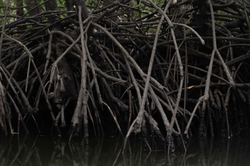 Langkawi: Kilim Geopark Mangrove Tour with Eagle Watching - Views from the water, getting Kilim Geopark and Gorilla Mountain in one sweep