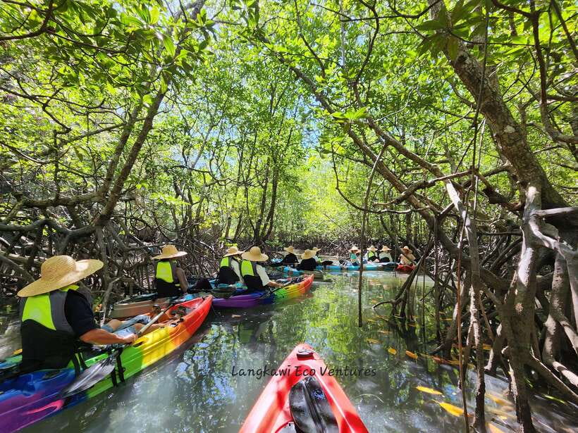 Langkawi : Kilim Mangrove Boat & Fun Kayak Tour with Lunch - The mangrove boat cruise, the easiest way to read the ecosystem