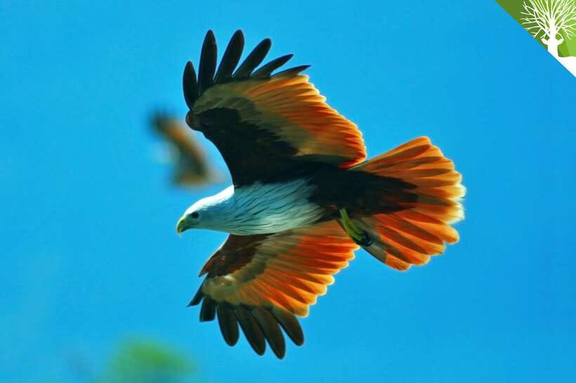 Langkawi: Kilim Mangrove Boat Tour with Lunch and Pickup - Price and value: is $47 a fair deal