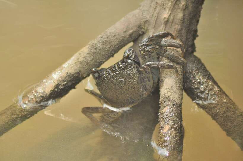 Langkawi: Kilim Mangrove Boat Tour with Lunch and Pickup - Boat cruise through mangroves: what you should look for