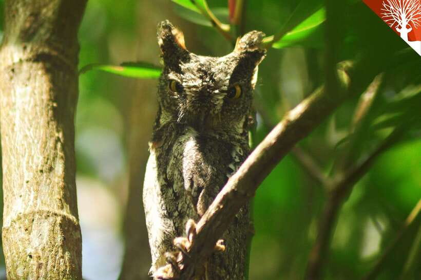 Langkawi: Kilim Mangrove Boat Tour with Lunch and Pickup - The eco lesson that makes the ride click