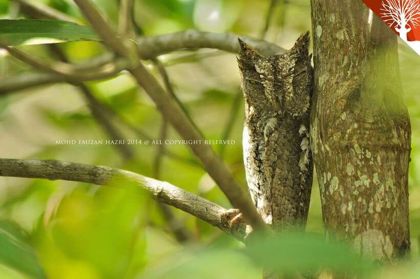 Langkawi: Kilim Mangrove Boat Tour with Lunch and Pickup - Optional mangrove picture after the tour