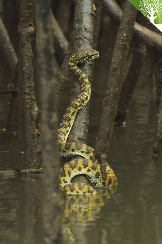 Langkawi: Kilim River Mangrove Safari Kayaking Tour - Key highlights worth your attention