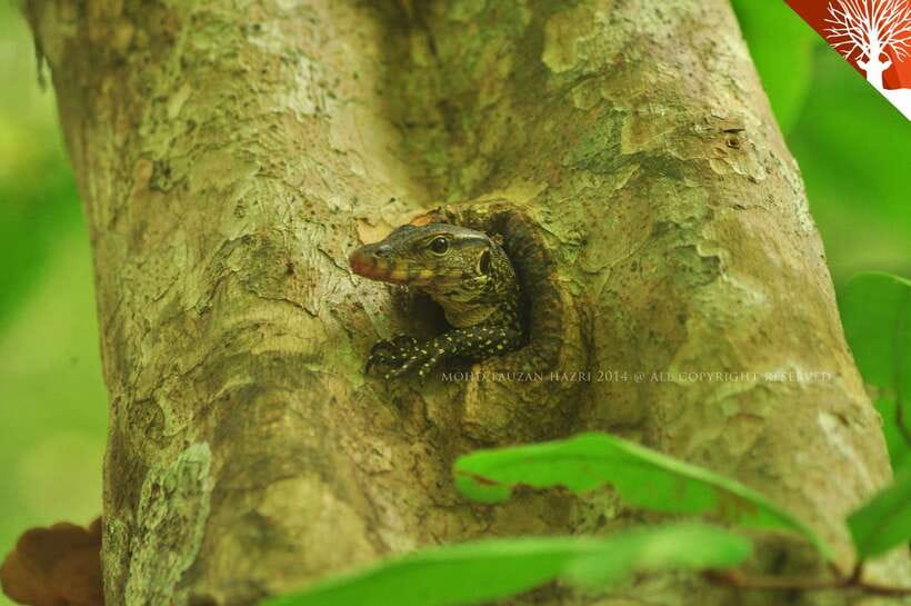Langkawi: Kilim River Mangrove Safari Kayaking Tour - Lunch at a floating fish farm, and why it works
