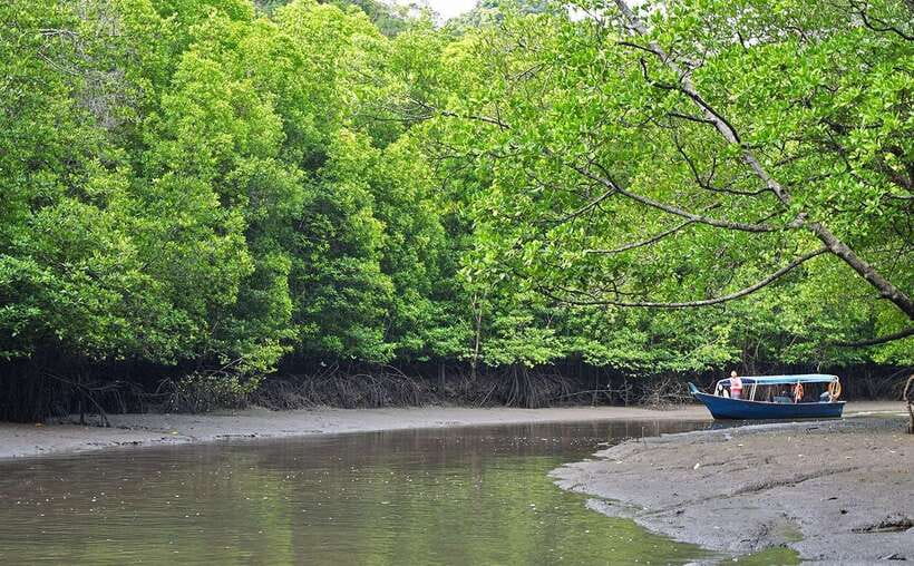Langkawi: Mangrove Kilim UNESCO Geopark & Cave Tour - Kilim UNESCO Global Geopark by boat: why the mangroves matter