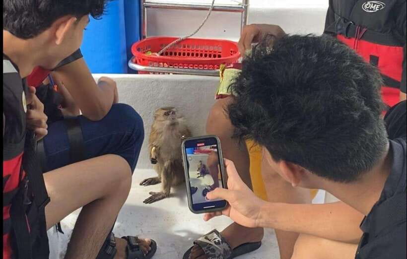 Langkawi Mangrove Monkey Package - What to bring, what not to bring, and who should skip it