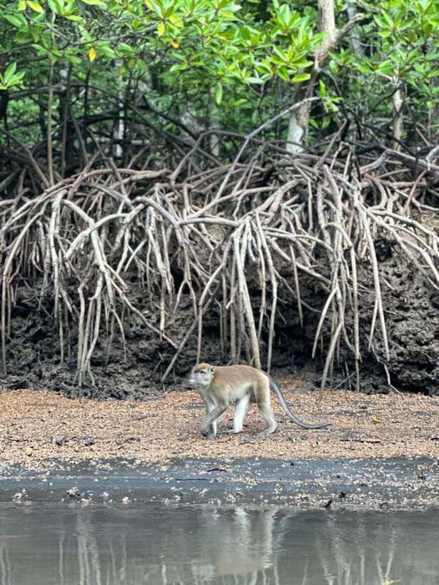 Langkawi Mangrove Monkey Package - Who this tour fits best