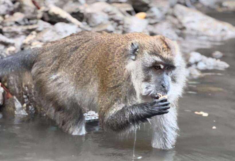 Langkawi Mangrove Monkey Package - Cruising Kilim Mangrove River: where the monkeys steal the show