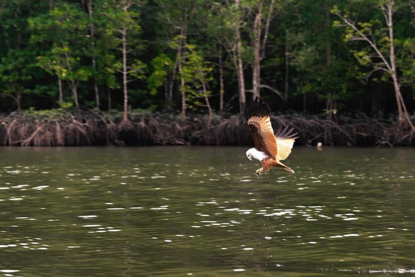 Langkawi: Mangrove River Cruise Sharing 3 Hours - Key highlights to know before you go