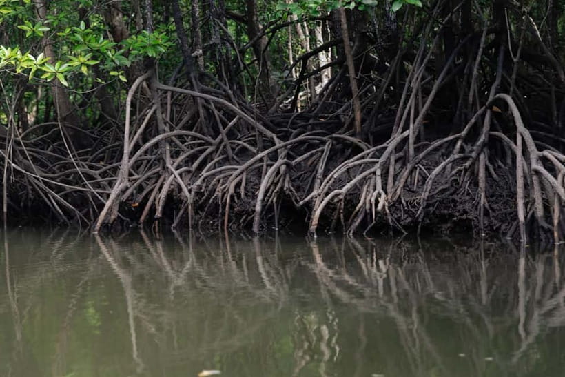 Langkawi: Mangrove River Cruise Sharing 3 Hours - Monkey Area: close sightings, but keep it calm and cautious