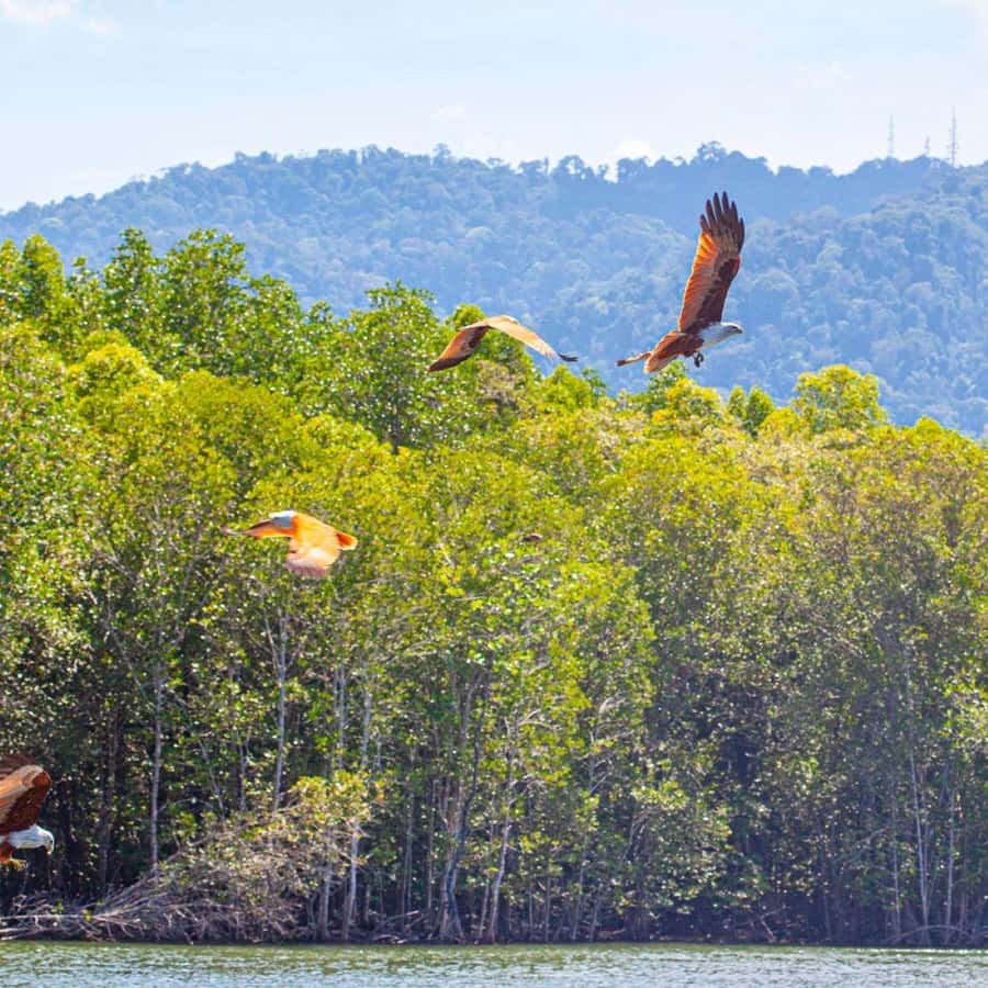 Langkawi Mangrove Tour : Estimated 3 hours Lunch Available - Bat Cave Gua Kelawar: spooky bats, and a schedule risk