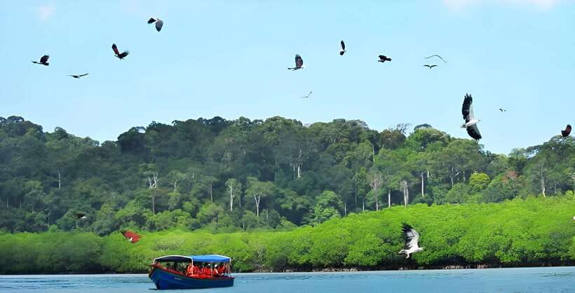 Langkawi: Mangrove Tour with Kilim Geoforest Park & Bat Cave - Mangrove cruising and the monkey factor (bring smart food habits)