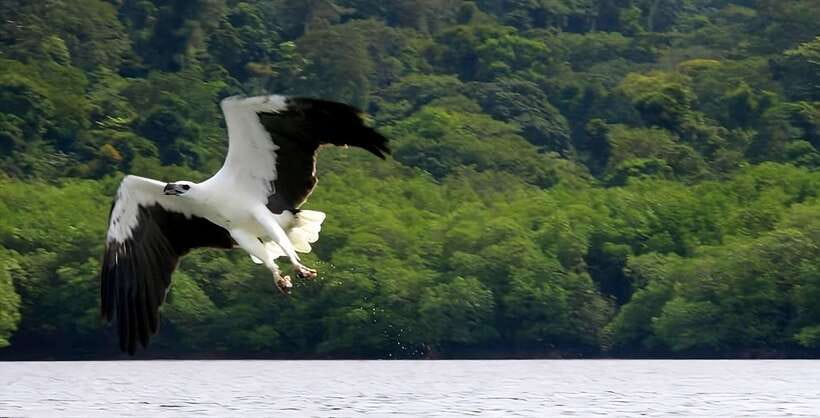 Langkawi: Mangrove Tour with Kilim Geoforest Park & Bat Cave - The 10:30 departure rhythm and how it shapes your day