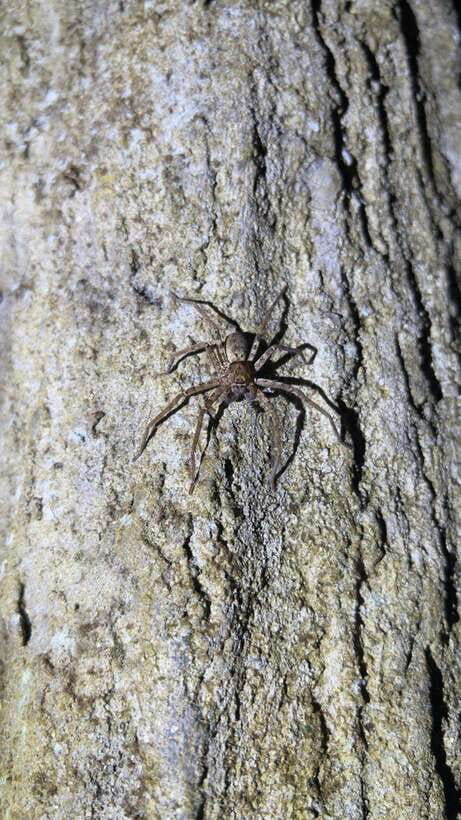 Langkawi: Nighttime Rainforest Tour with Nature Guide - Key highlights you will care about