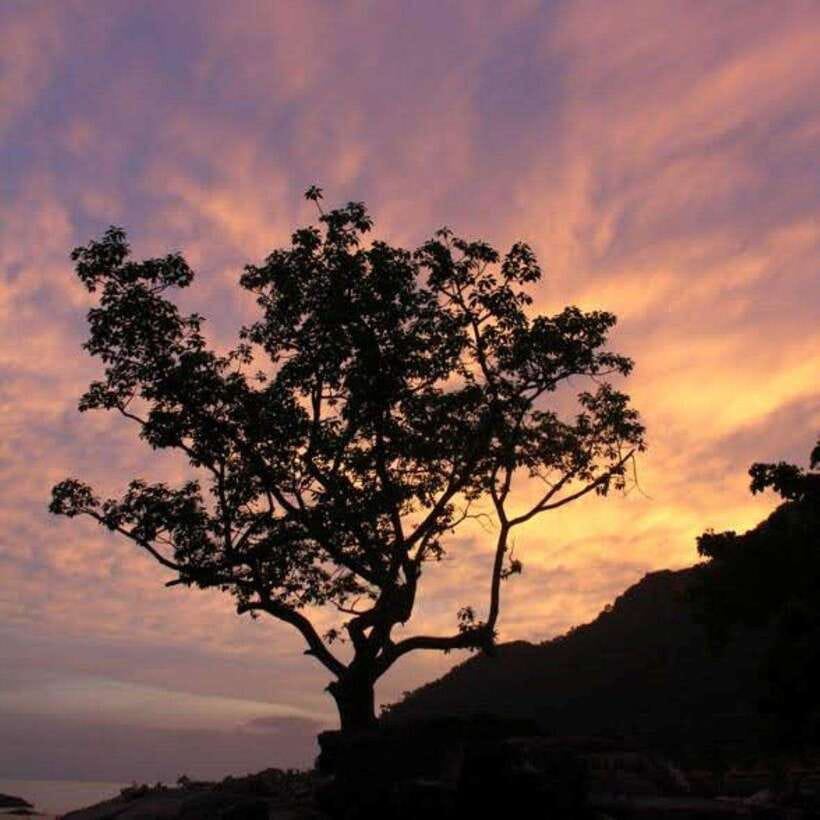 Langkawi: Nighttime Rainforest Tour with Nature Guide - Why this Gunung Raya dusk-to-night format works
