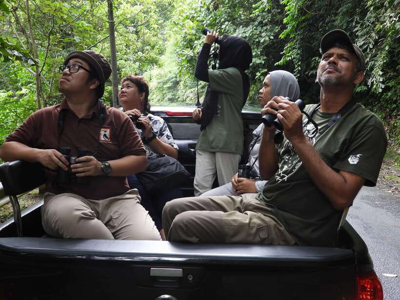 Langkawi: Nighttime Rainforest Tour with Nature Guide - Who should book this Langkawi night rainforest tour