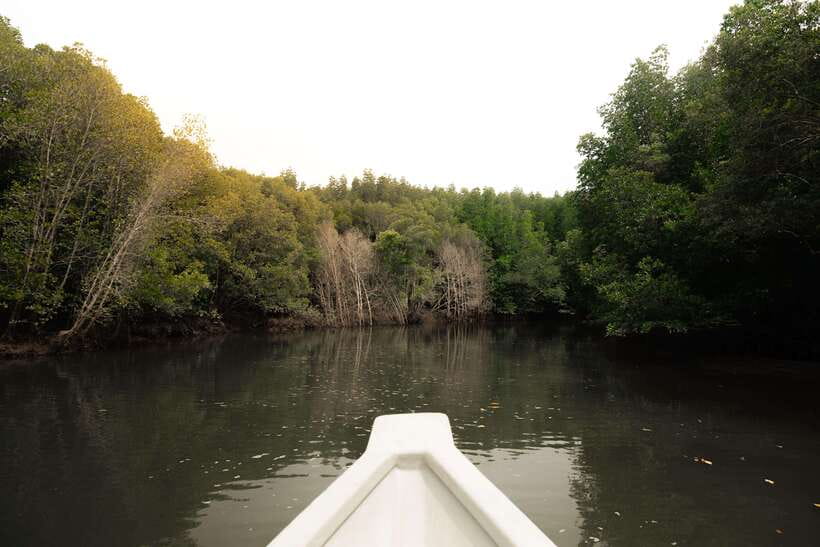 Langkawi Royal Mangrove Tour with Snorkeling Package - Who should book this Royal Mangrove Tour