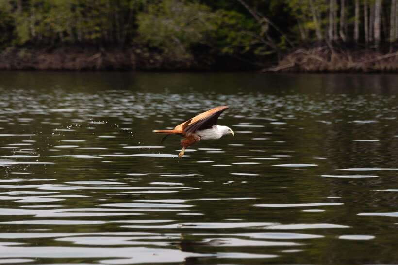 Langkawi Royal Mangrove Tour with Snorkeling Package - Price and value: $119 per group up to 8