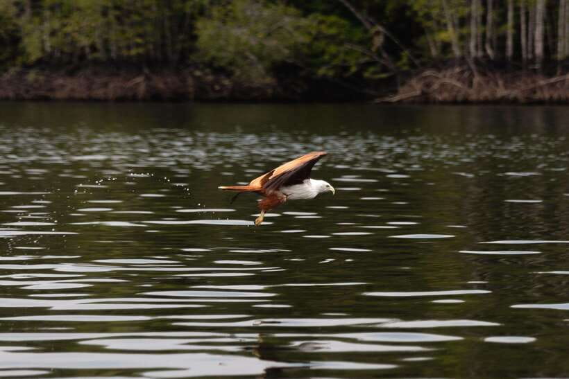 Langkawi Royal Mangrove Tour with Snorkeling Package - The mangrove river cruise through Kilim, where wildlife steals the show