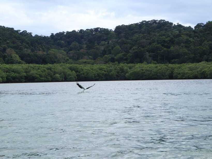 Langkawi: Southern Island Geopark Tour - Wildlife Viewing Without the Side of Cruelty: Eagle Feeding Policy